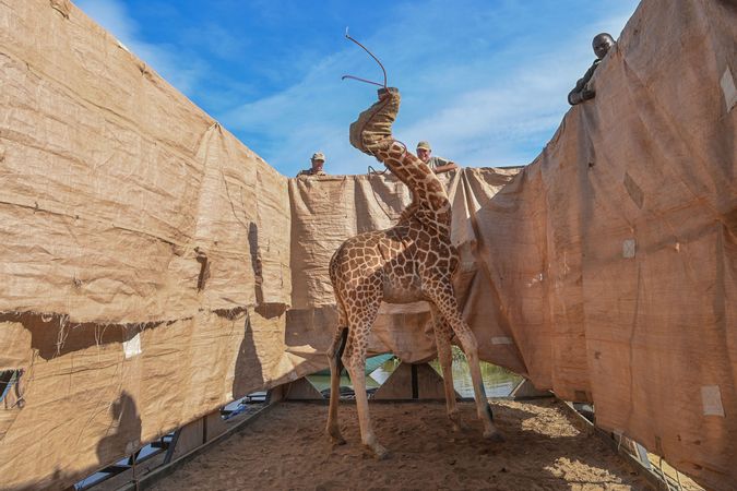 Rescue of Giraffes from Flooding Island