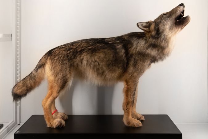 Esemplare di Canis lupus italicus