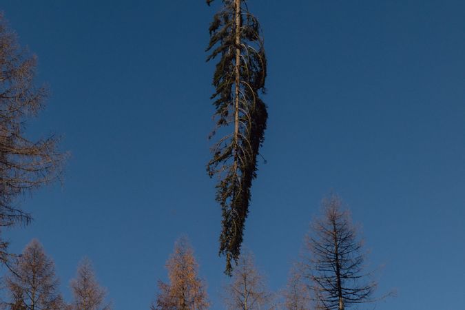 Un elicottero rimuove un albero caduto