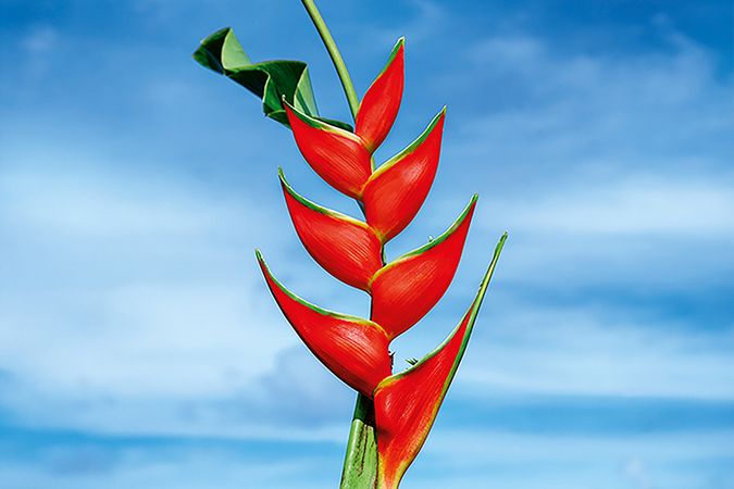 Heliconia No. 1