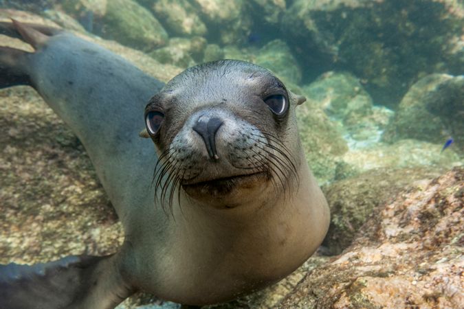 Doe-eyed sea lion pup