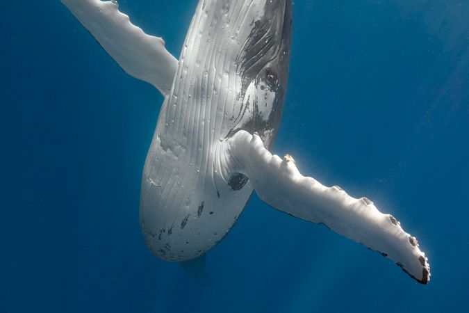 The mother humpback that turned directly towards me