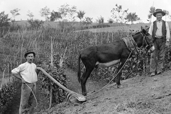 Erpicatura con la mula