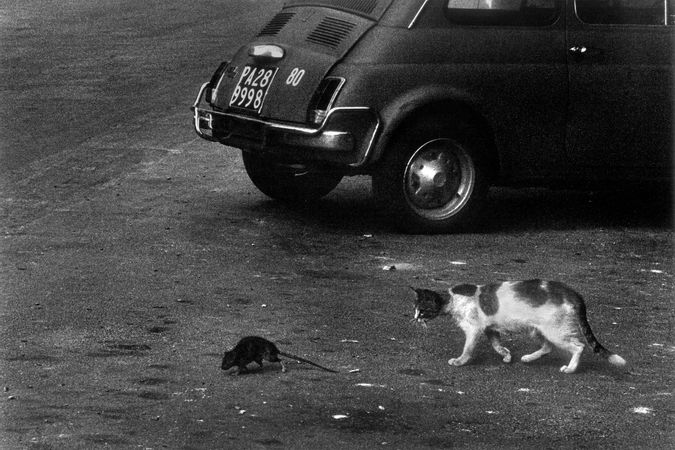 Il gatto e il topo sazi della spazzatura. Palermo