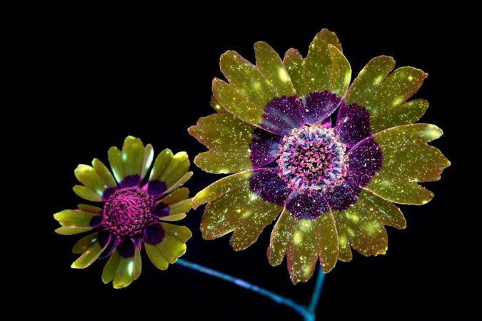 Capolino di Coreopsis tinctoria