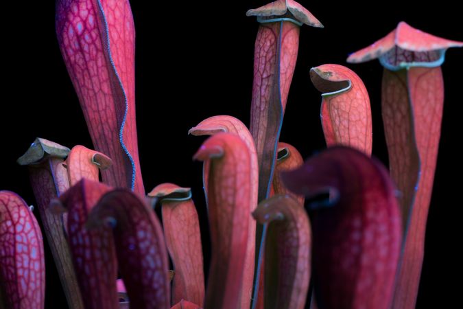 Trappole di Sarracenia