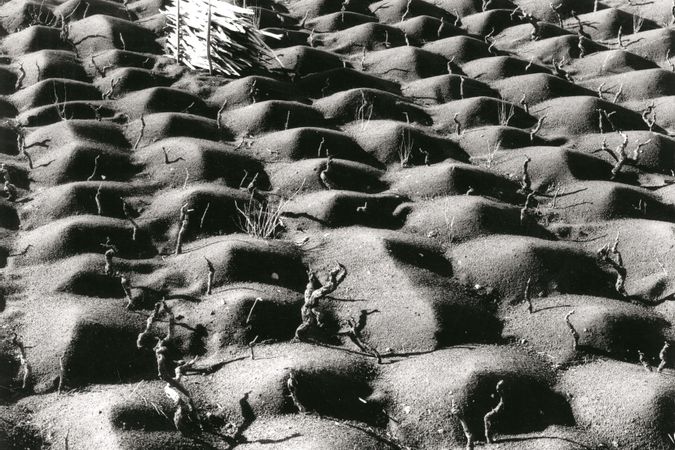 Coltivazione della vite, Etna