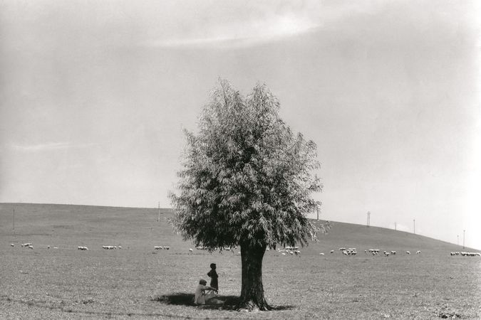 L'uomo e l'albero