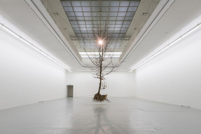 A Tree (Suspended)