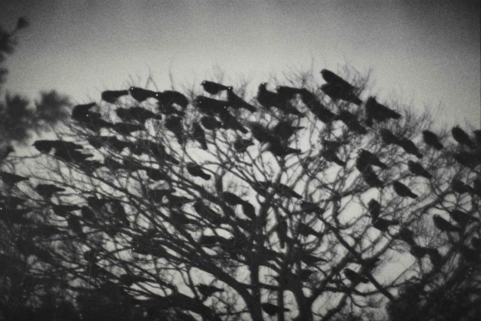 Kanazawa 1997, from the series Ravens