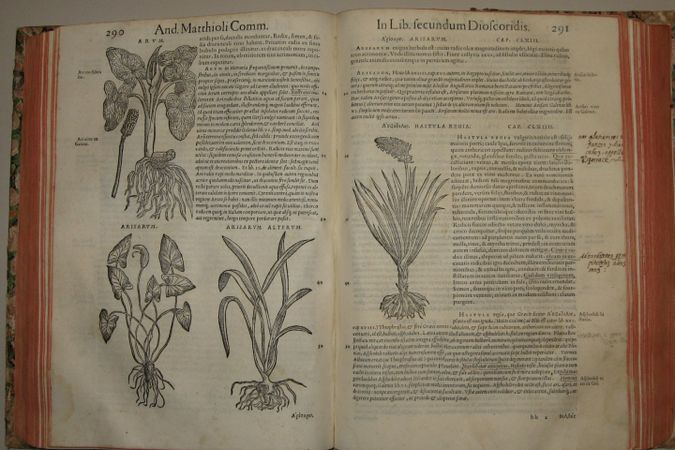 Commentarii in libros dioscoridis de medica materia