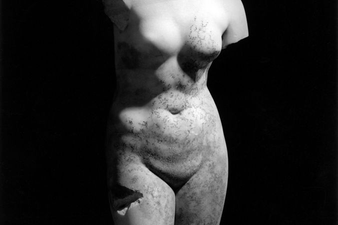 Female Torso