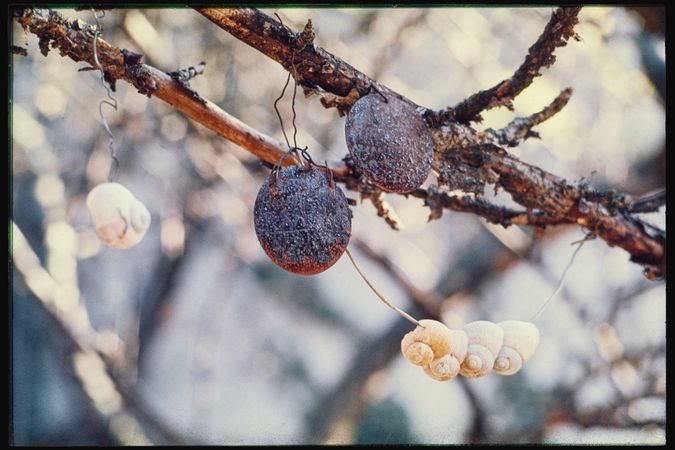 Enzyklopädie im Wald (Encyclopedia in the Forest)