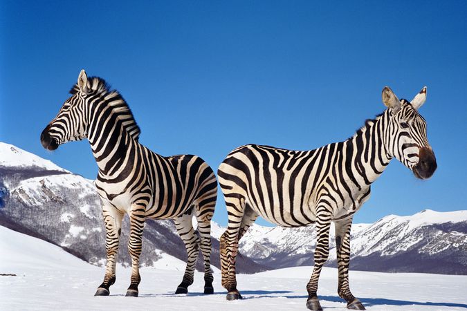 Untitled (zebras)