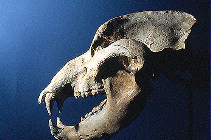 Cranio di orso delle Caverne