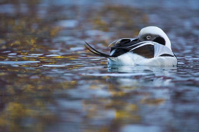 Duck of Dreams