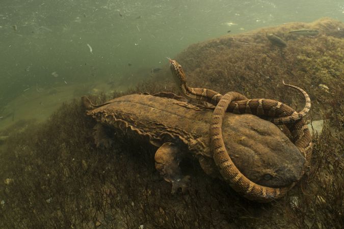 Nelle fauci della salamandra