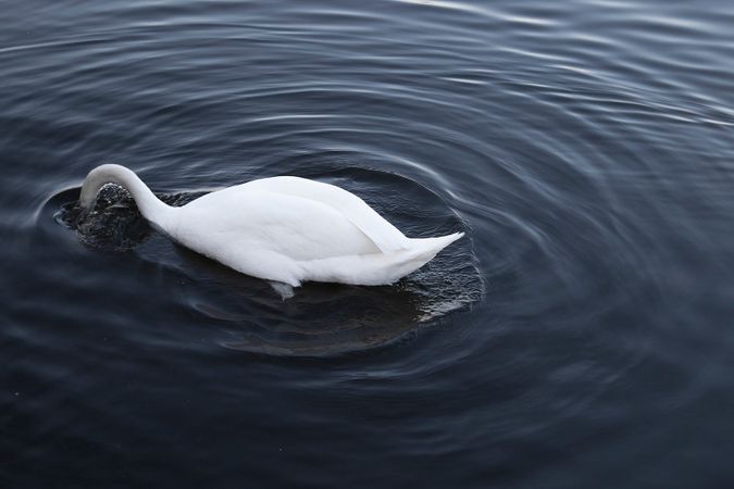 Swan