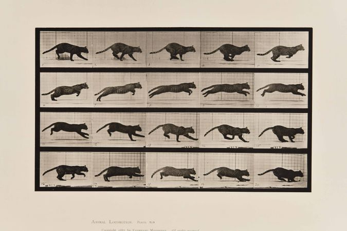 Animal Locomotion plate 789