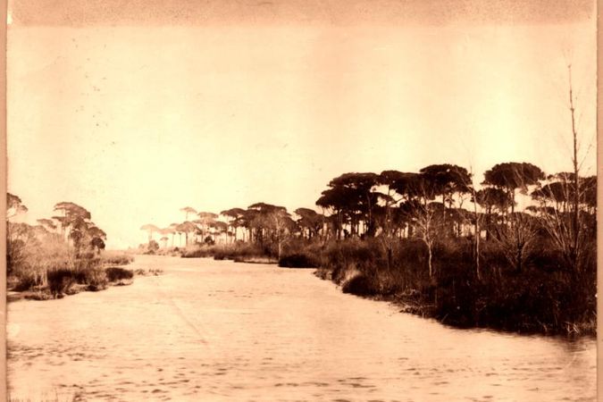 Canale nella pineta di Ravenna