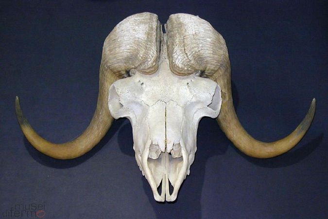 Cranio di bue muschiato