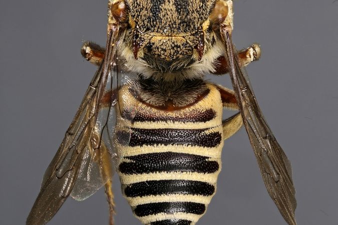 Imenottero, Coelioxys acanthura