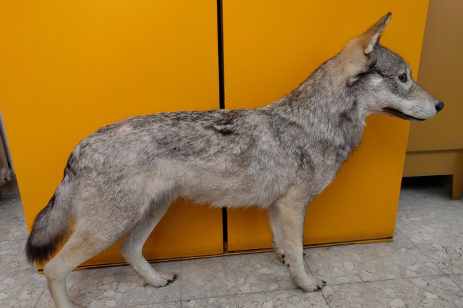 Lupo, Canis Lupus