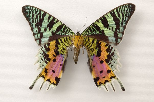 Collezione entomologica di lepidotteri ‘Caron’