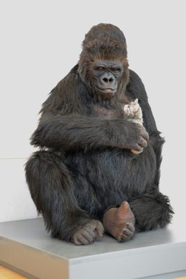 Gorilla e gatto 