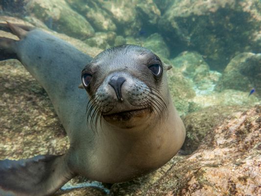 Doe-eyed sea lion pup