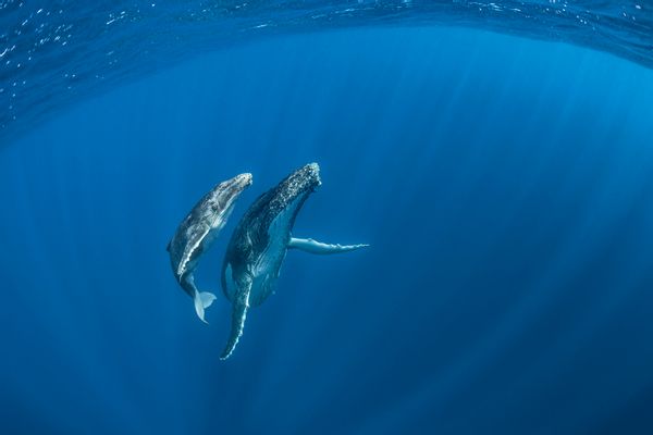 Mother and calf ready to rise