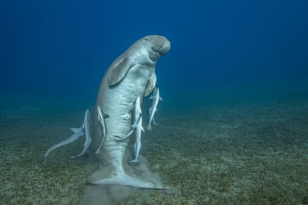 The famous young male dugong at Marsa Mubarak