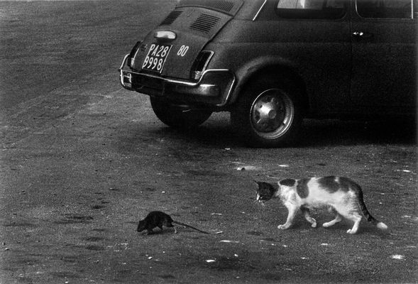 Il gatto e il topo sazi della spazzatura. Palermo