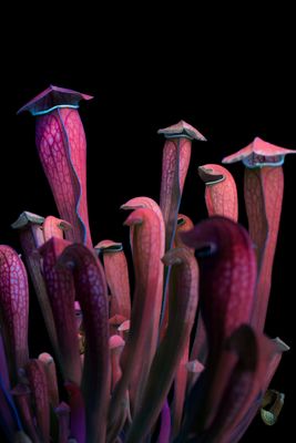 Trappole di Sarracenia