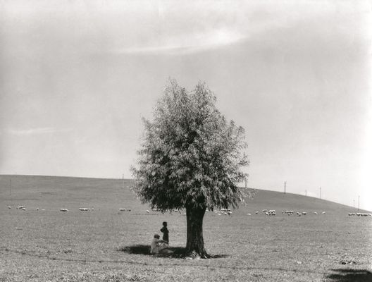 L'uomo e l'albero