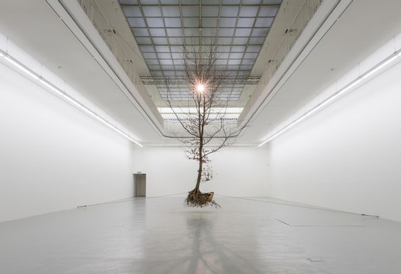 A Tree (Suspended)