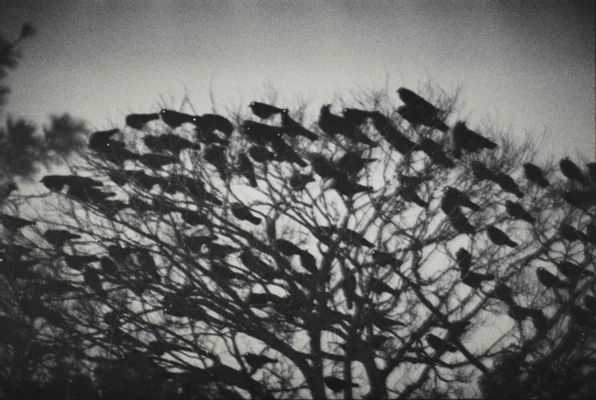 Kanazawa 1997, from the series Ravens