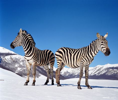 Untitled (zebras)