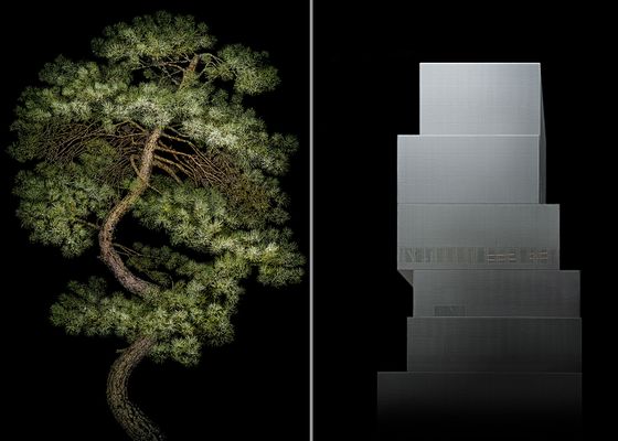 Manchurian Pine e New Museum