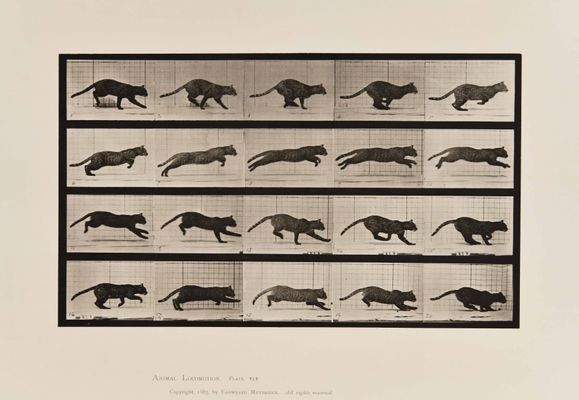 Animal Locomotion plate 789