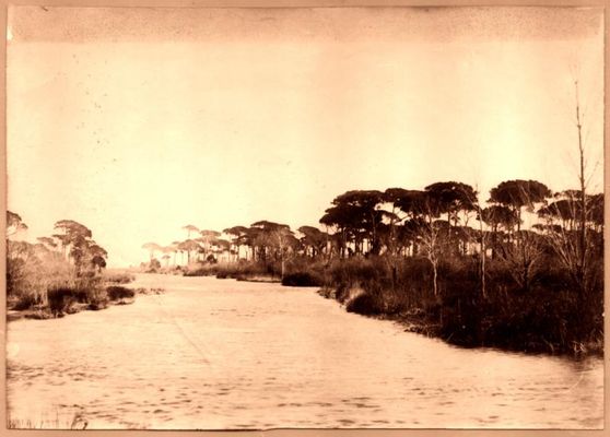 Canale nella pineta di Ravenna