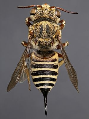 Imenottero, Coelioxys acanthura