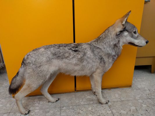 Lupo, Canis Lupus