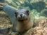 Doe-eyed sea lion pup