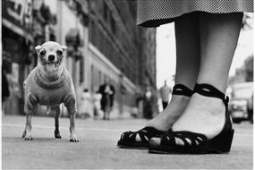 ICONS di Elliot Erwitt