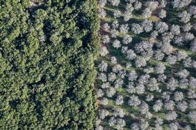 Edward Burtynsky: Xylella Studies