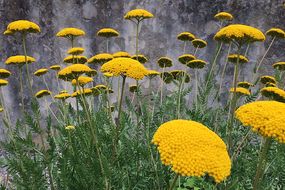 Helen Cammock. Che si può fare