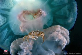 Abissi Underwater Photo Venice 