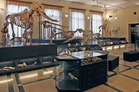 Museo Civico di Zoologia