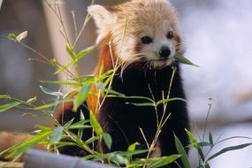 Ménagerie, le zoo du Jardin des Plantes